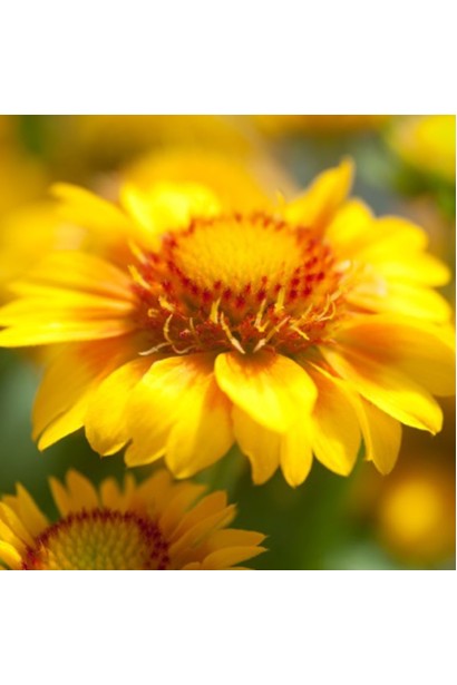 Gaillardia grandiflora ’Arizona Apricot’ 